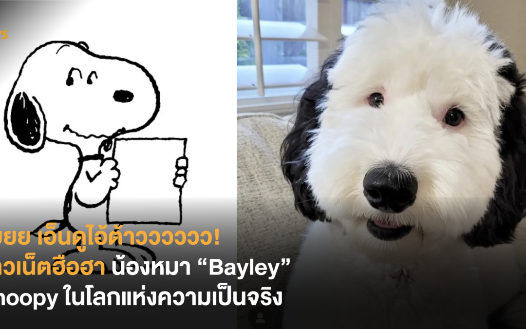 งู้ยยย เอ็นดูไอ้ต้าวววววว! ชาวเน็ตฮือฮา แห่เอ็นดูน้องหมา “Bayley” Snoopy ในโลกแห่งความเป็นจริง
