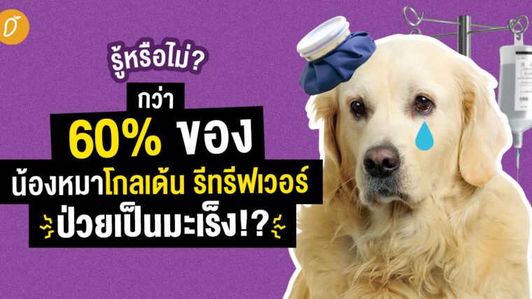 รู้หรือไม่!? กว่า 60% ของน้องหมาโกลเด้น รีทรีฟเวอร์ป่วยเป็นมะเร็ง!