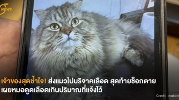 [NEWS] เจ้าของสุดช้ำใจ! ส่งแมวไปบริจาคเลือด สุดท้ายช็อกตาย เผยหมอดูดเลือดเกินปริมาณที่แจ้งไว้