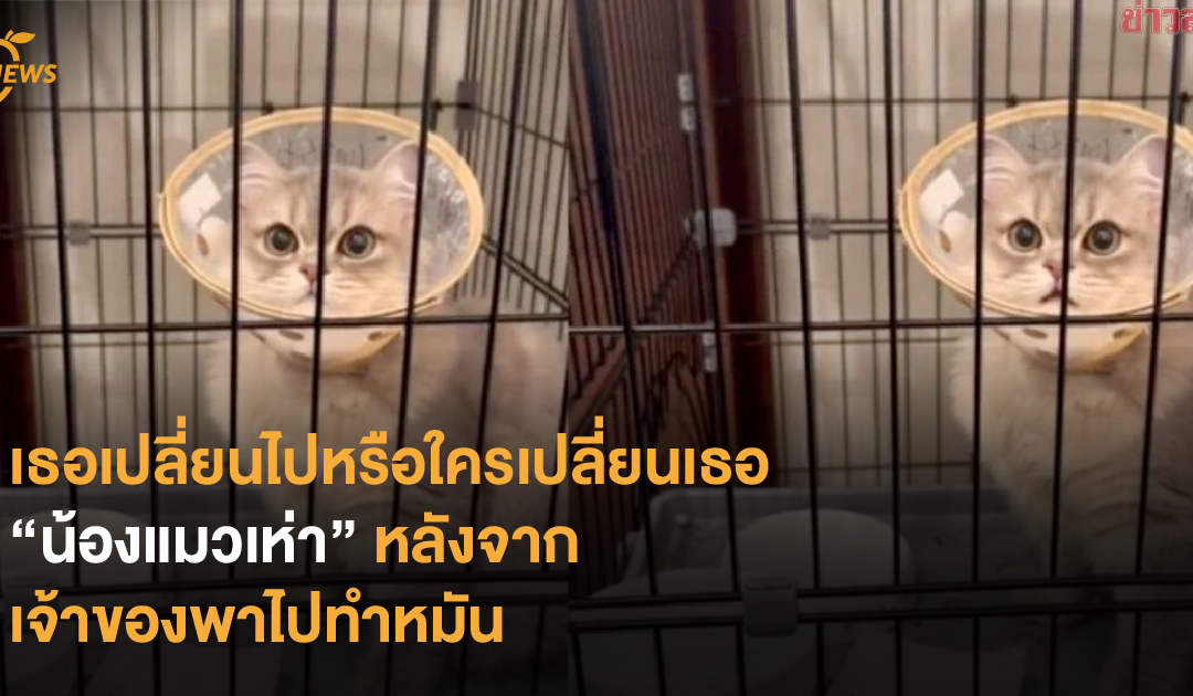 เธอเปลี่ยนไปหรือใครเปลี่ยนเธอ “น้องแมวเห่า” หลังจากเจ้าของพาไปทำหมัน