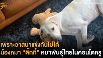 เพราะวาสนาแข่งกันไม่ได้ น้องหมา “ดิ๊กกี้” หมาพันธุ์ไทยในคอนโดหรู