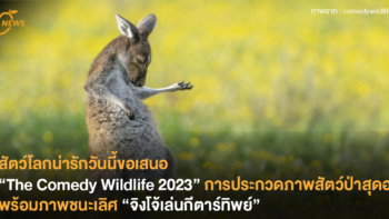 สัตว์โลกน่ารักวันนี้ขอเสนอ “The Comedy Wildlife 2023” การประกวดภาพสัตว์ป่าสุดฮา พร้อมภาพที่ชนะได้แก่ “จิงโจ้เล่นกีตาร์ทิพย์”