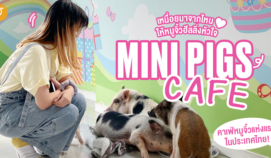 เหนื่อยมาจากไหน ให้หมูจิ๋วฮีลลิ่งหัวใจ ❤️ รีวิว MINI PIGS CAFE – คาเฟ่หมูจิ๋วแห่งแรกในประเทศไทย