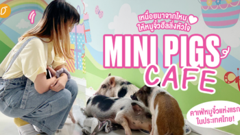 เหนื่อยมาจากไหน ให้หมูจิ๋วฮีลลิ่งหัวใจ ❤️ รีวิว MINI PIGS CAFE – คาเฟ่หมูจิ๋วแห่งแรกในประเทศไทย