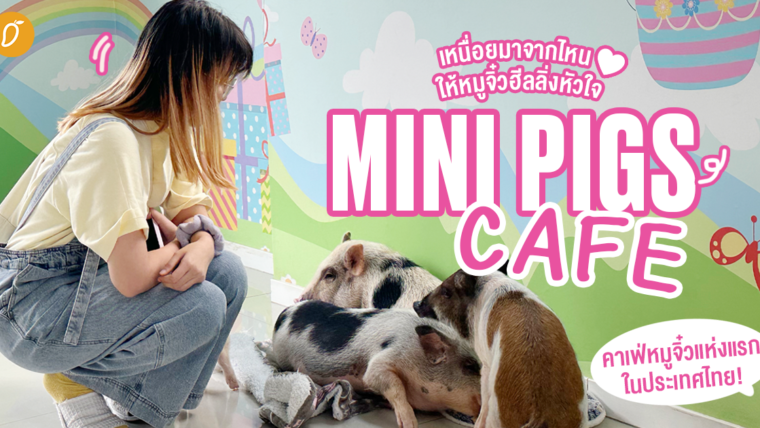 เหนื่อยมาจากไหน ให้หมูจิ๋วฮีลลิ่งหัวใจ ❤️ รีวิว MINI PIGS CAFE - คาเฟ่หมูจิ๋วแห่งแรกในประเทศไทย