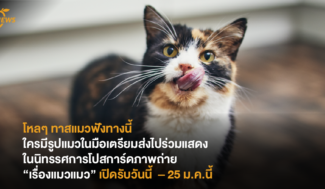 โหลๆ ทาสแมวฟังทางนี้ ใครมีรูปแมวในมือเตรียมส่งไปร่วมแสดงในนิทรรศการโปสการ์ดภาพถ่าย “เรื่องแมวแมว”ได้เลย