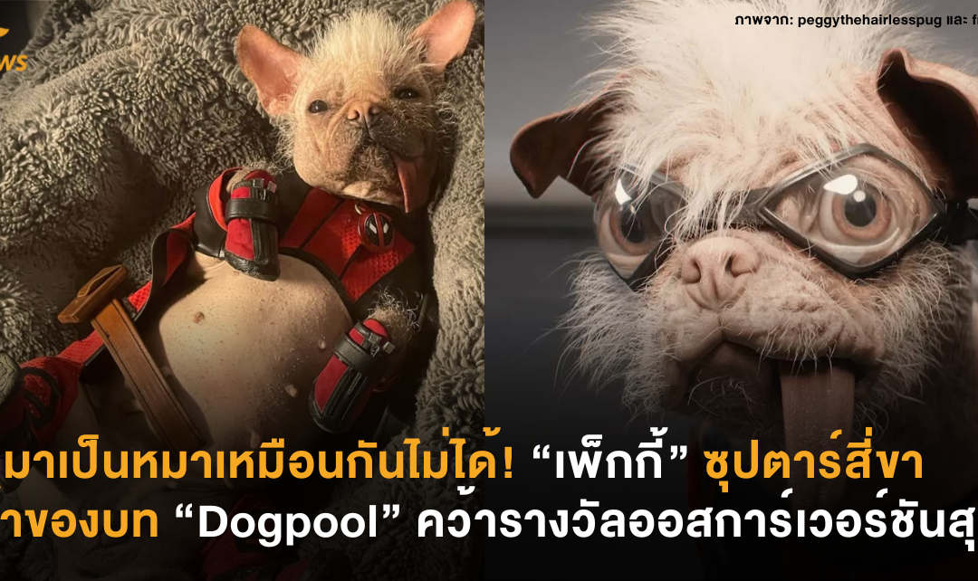 จะมาเป็นหมาเหมือนกันไม่ได้! “เพ็กกี้” ซุปตาร์สี่ขาจากบท “Dogpool” คว้ารางวัลออสการ์เวอร์ชันสุนัข