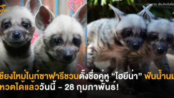 เชียงใหม่ไนท์ซาฟารีชวนตั้งชื่อคู่หู “ไฮยีน่า” ฟันน้ำนม โหวตได้แล้ววันนี้ - 28 กุมภาพันธ์!