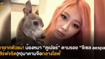 ทายาทตัวแม่! น้องหมา “คูเปอร์” ตามรอย “จีเซล aespa” เสิร์ฟจริต(ห)มาดามจือกลางไลฟ์