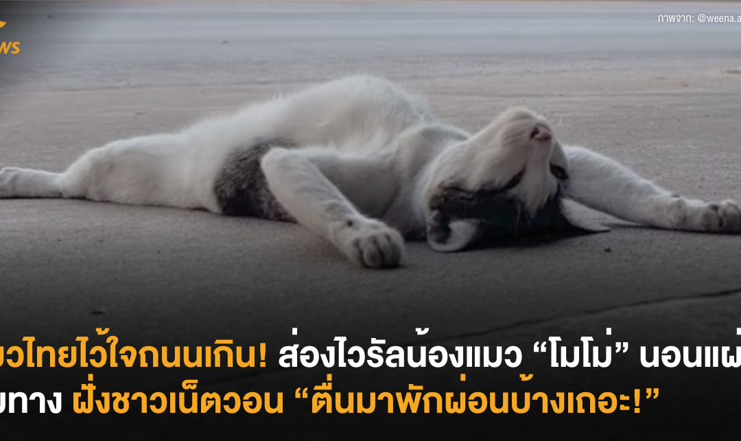 แมวไทยไว้ใจถนนเกิน! ส่องไวรัลน้องแมว “โมโม่” นอนแผ่พุงริมทาง ฝั่งชาวเน็ตวอน “ตื่นมาพักผ่อนบ้างเถอะ!”