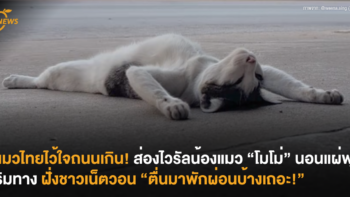 แมวไทยไว้ใจถนนเกิน! ส่องไวรัลน้องแมว “โมโม่” นอนแผ่พุงริมทาง ฝั่งชาวเน็ตวอน “ตื่นมาพักผ่อนบ้างเถอะ!”