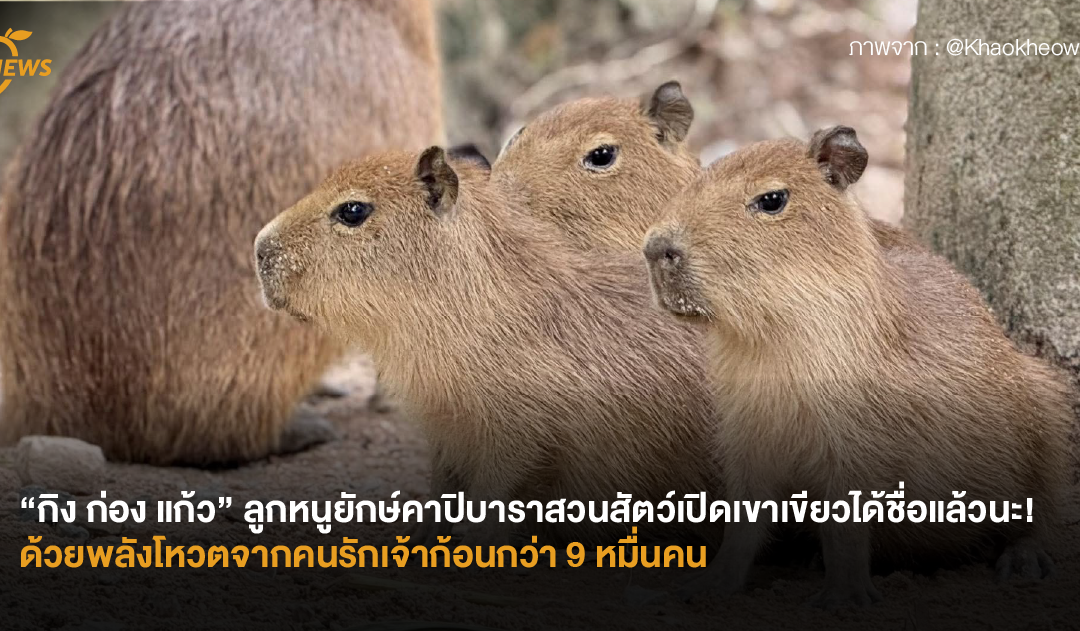“กิง ก่อง แก้ว” ลูกหนูยักษ์คาปิบาราสวนสัตว์เปิดเขาเขียวได้ชื่อแล้วนะ! ด้วยพลังโหวตจากคนรักเจ้าก้อนกว่า 9 หมื่นคน