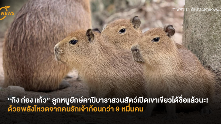 “กิง ก่อง แก้ว” ลูกหนูยักษ์คาปิบาราสวนสัตว์เปิดเขาเขียวได้ชื่อแล้วนะ! ด้วยพลังโหวตจากคนรักเจ้าก้อนกว่า 9 หมื่นคน